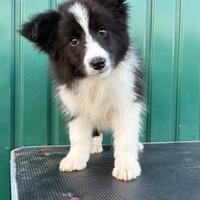 Cuccioli Border collies