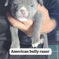 American bully
