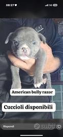 American bully