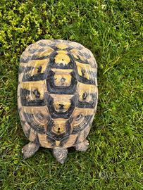 Testudo hermanni