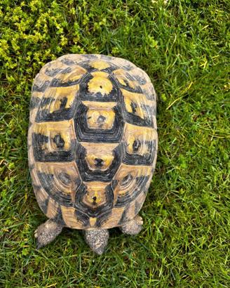 Testudo hermanni