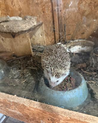Ricci africani