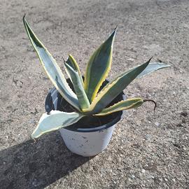 Agave