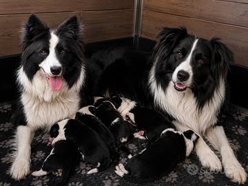 Cuccioli di border collie