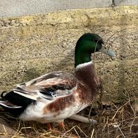 Germani reali ibridi