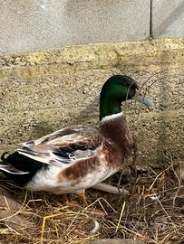 Germani reali ibridi