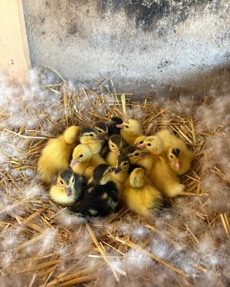 Piccoli di anatra muta