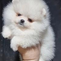 Pomerania spitz
