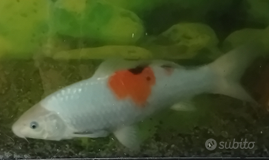 Carpa