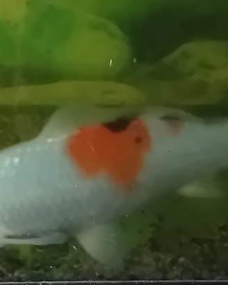 Carpa