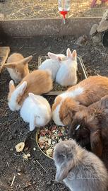 Conigli ariete nano( mini Lop )