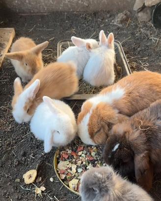 Conigli ariete nano( mini Lop )