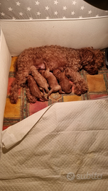 Barboncini toy red Pedigree Enci