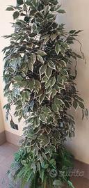 Pianta finta ( ficus )