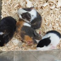 Porcellini d'india baby