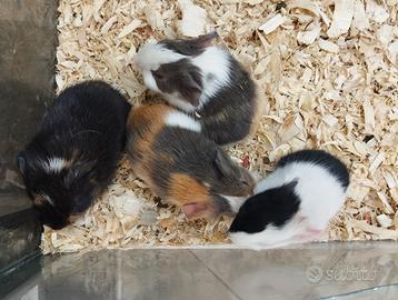 Porcellini d'india baby