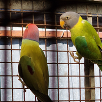 Pappagallo testa di prugna