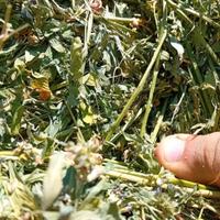 Ballette di fieno di erba medica 