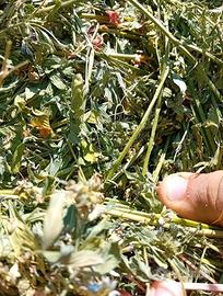 Ballette di fieno di erba medica 