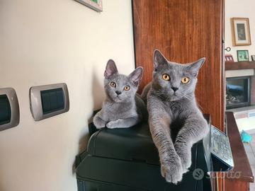 Gattini Certosini con Pedigree ANFI