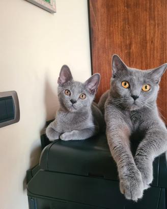 Gattini Certosini con Pedigree ANFI