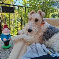 Accoppiamento Fox Terrier