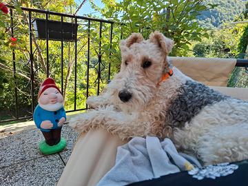 Accoppiamento Fox Terrier