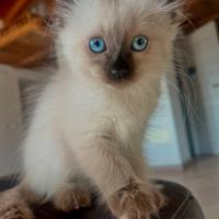 Gatto Siamese
