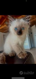 Gatto Siamese
