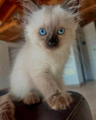 Gatto Siamese