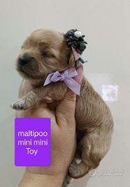 Moni maltipoo