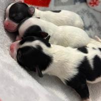 Cuccioli di chihuahua