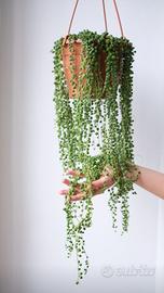 Senecio rowleyanus