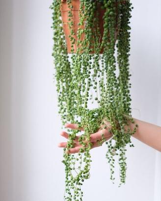 Senecio rowleyanus
