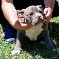 Cuccioli American Bully Pocket