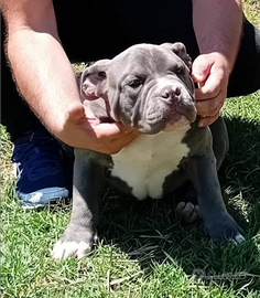Cuccioli American Bully Pocket
