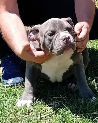 Cuccioli American Bully Pocket