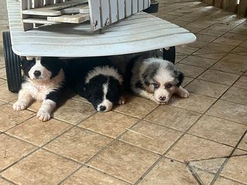 Cuccioli di Pastore australiano