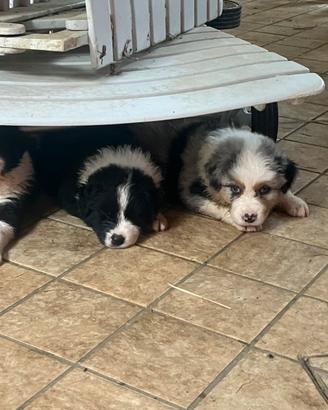Cuccioli di Pastore australiano