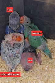 Pulli Parrocchetto dal collare viola