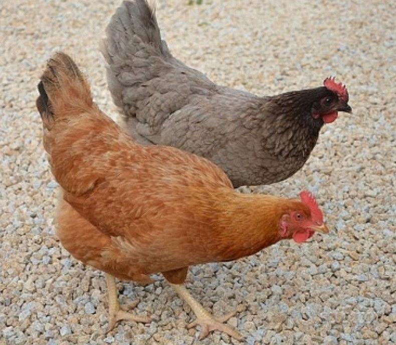 Galline ovaiole Animali In vendita a Reggio Calabria
