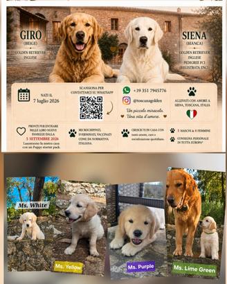 Golden Retriever - disponibili dal 5 settembre