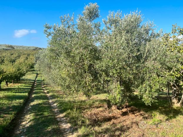 Terreno con Olivi Roma