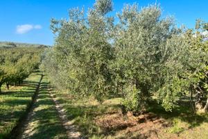 Terreno con Olivi Roma