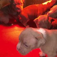 American bully Pocket ?