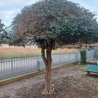 Albero di Ulivo