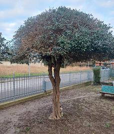 Albero di Ulivo