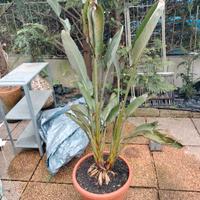 pianta di Sterlizia Regina 