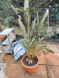 pianta di Sterlizia Regina 