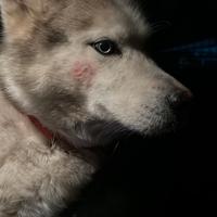 Cane husky per accoppiamento